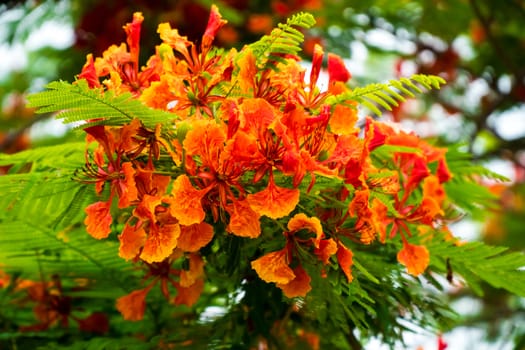 Flam-boyant, The Flame Tree, Royal Poinciana