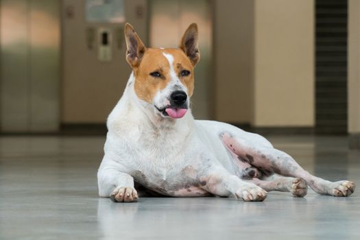 white-brown stray dog laying in the building