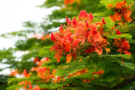 Flam-boyant, The Flame Tree, Royal Poinciana