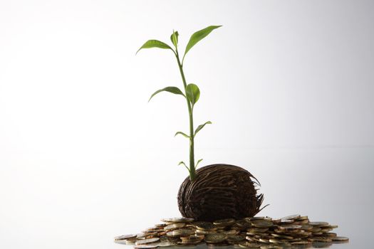 investment grow like a tree