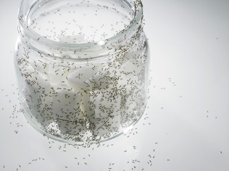 cube sugar surrounded by ants