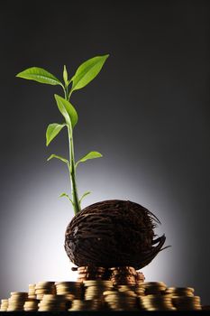 investment grow like a tree