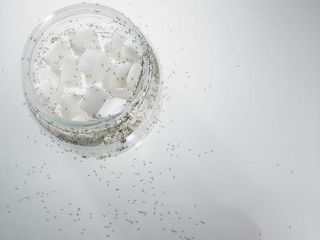 cube sugar surrounded by ants