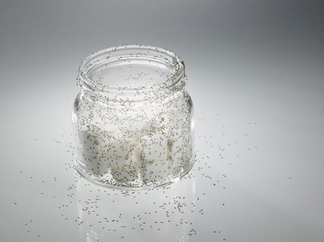 cube sugar surrounded by ants