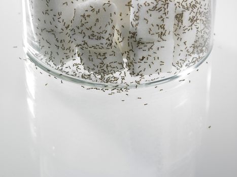 cube sugar surrounded by ants