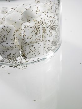 cube sugar surrounded by ants