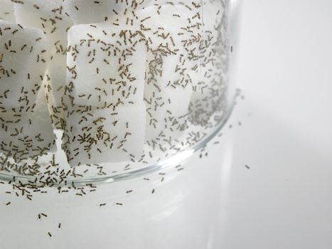 cube sugar surrounded by ants