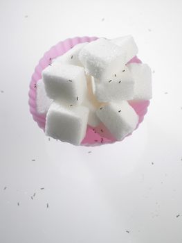 cube sugar in cup cake mold surrounded with ants