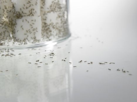 cube sugar surrounded by ants