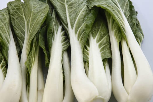 pak choy (chinese cabbage) isolated on white