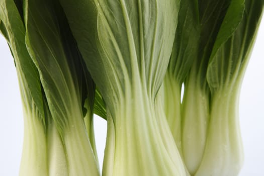 Bok choy isolated on white