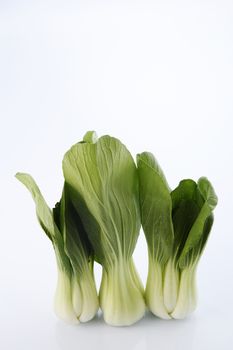 Bok choy isolated on white