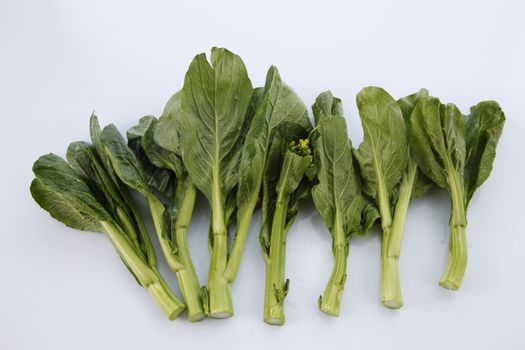 Chinese mustard green on white background