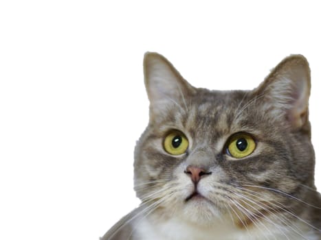 A cat that is looking at the camera. High quality photo