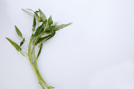 Water spinach isolated on white background