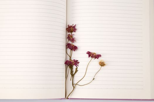 dry daisy flower used as bookmark 