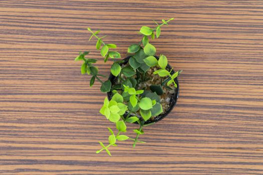 Green potted plants for decoration isolated on a brown zebra wood table