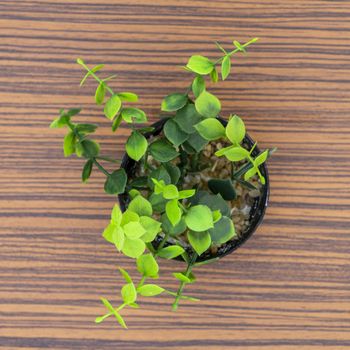 Green potted plants for decoration isolated on a brown zebra wood table