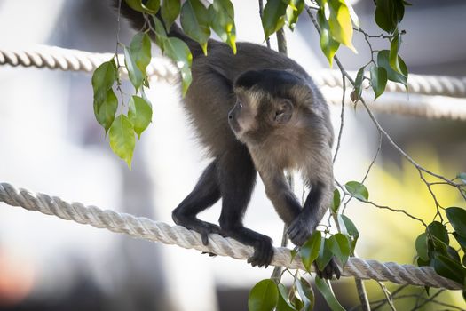 A Tufted Capuchin monkey walking on a rope in the sunshine