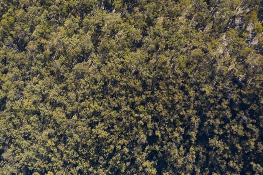 Aerial view of a tree canopy in The Blue Mountains in New South Wales in Australia