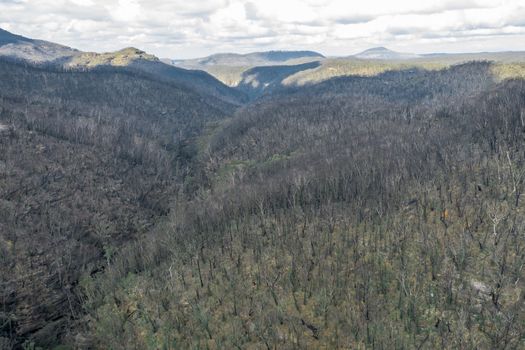 Aerial view of forest regeneration after severe bushfires in The Blue Mountains in Australia