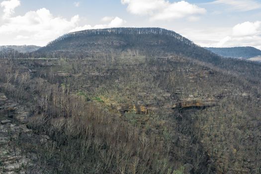 Aerial view of forest regeneration after severe bushfires in The Blue Mountains in Australia