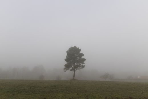 Lonely tree in a field on a foggy morning