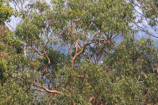 An Australian eucalyptus gum tree with green leaves and brown branches