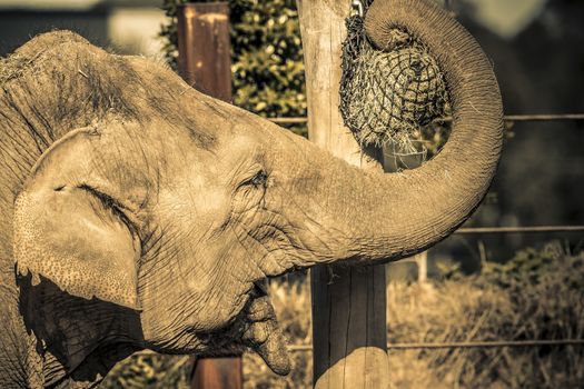 An elephant using their trunk to get to food on a pole