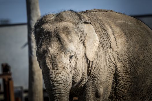 An old elephant standing in the sunshine on a fine day