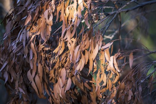 Brown gum tree leaves burnt by bushfire in The Blue Mountains in New South Wales in Australia