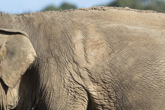 Close up of an old elephant and their wrinkly skin