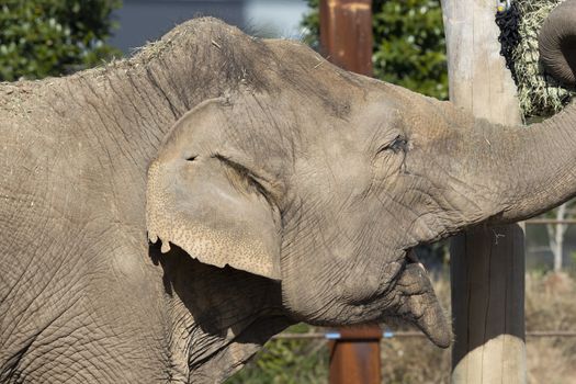 Close up of the ear and wrinkly skin of an elephant