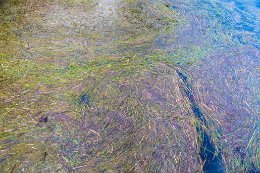 Colorful seaweed in a fresh water supply reservoir