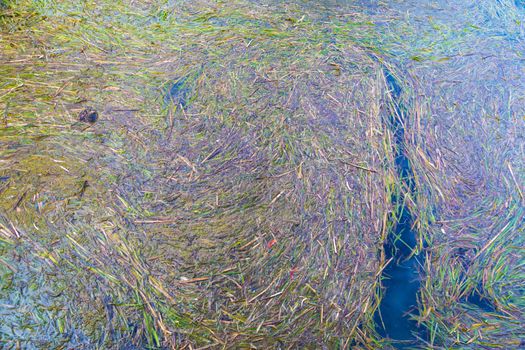 Colorful seaweed in a fresh water supply reservoir