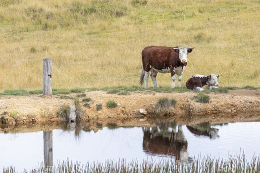 Cows at a watering hole in a large grassy agricultural field