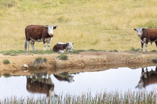 Cows at a watering hole in a large grassy agricultural field