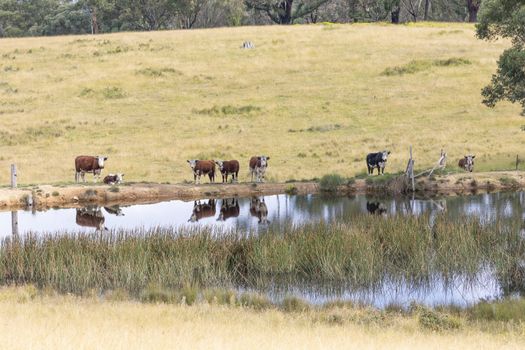 Cows at a watering hole in a large grassy agricultural field