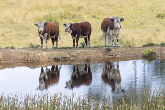 Cows at a watering hole in a large grassy agricultural field