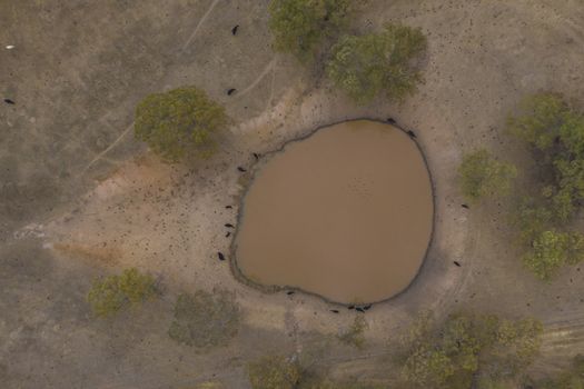 Cows drinking from an irrigation dam on a farm in regional Australia