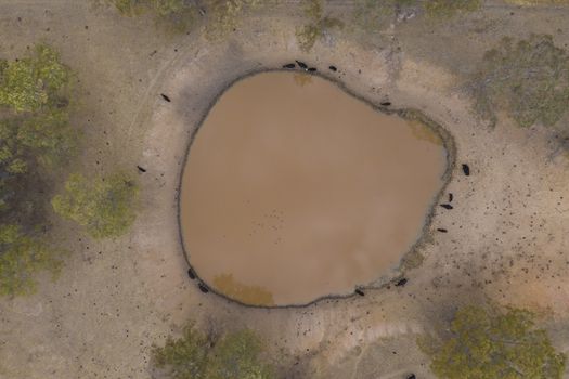 Cows drinking from an irrigation dam on a farm in regional Australia