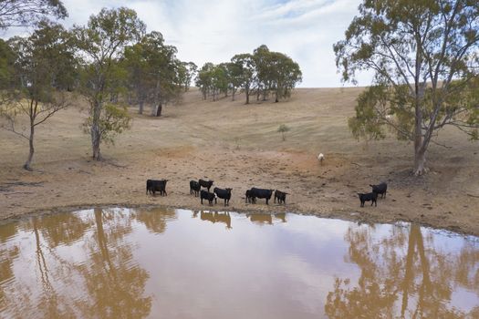 Cows drinking from an irrigation dam on a farm in regional Australia