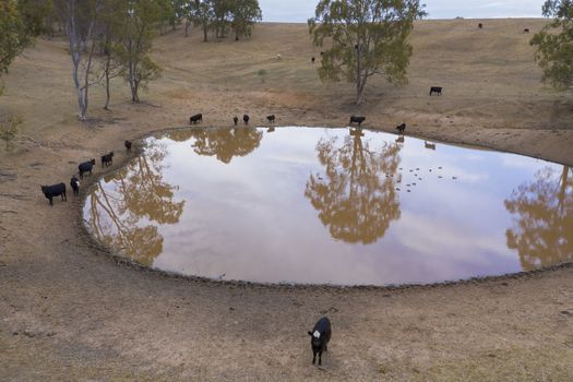 Cows drinking from an irrigation dam on a farm in regional Australia