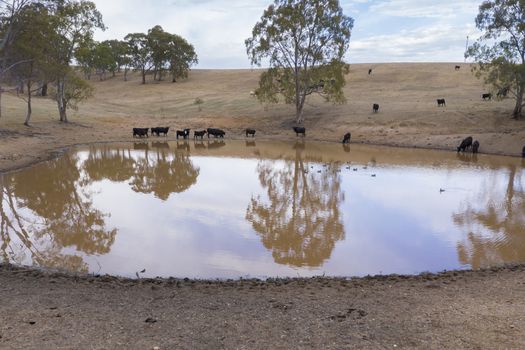 Cows drinking from an irrigation dam on a farm in regional Australia