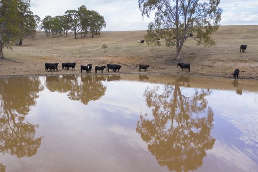 Cows drinking from an irrigation dam on a farm in regional Australia