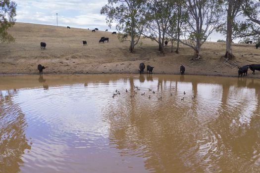 Cows drinking from an irrigation dam on a farm in regional Australia