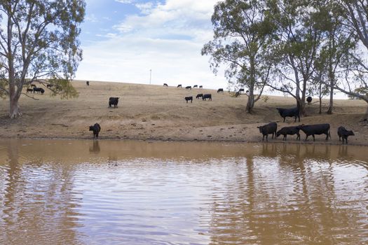 Cows drinking from an irrigation dam on a farm in regional Australia