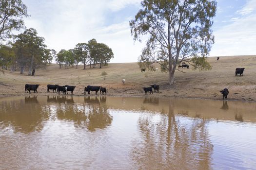 Cows drinking from an irrigation dam on a farm in regional Australia