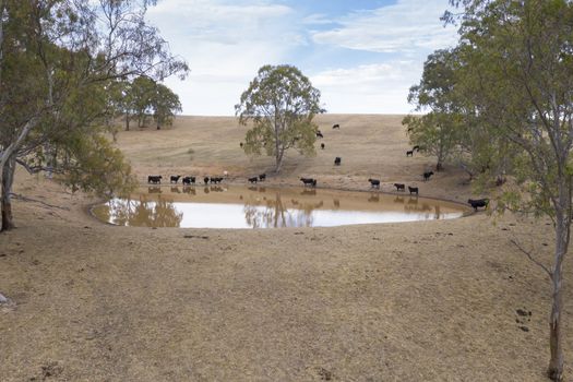 Cows drinking from an irrigation dam on a farm in regional Australia