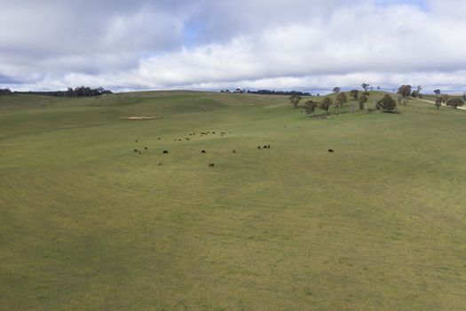 Cows in a grassy green field in the Australian outback